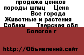 продажа ценков породы шпиц  › Цена ­ 35 000 - Все города Животные и растения » Собаки   . Тверская обл.,Бологое г.